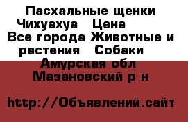 Пасхальные щенки Чихуахуа › Цена ­ 400 - Все города Животные и растения » Собаки   . Амурская обл.,Мазановский р-н